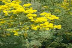 Acacia baileyana